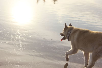 Dog on wet beach by lake