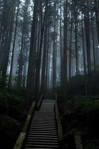 Low angle view of bamboo amidst trees in forest