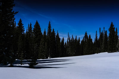 Pine trees in forest during winter against sky