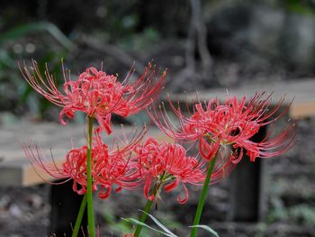 Close-up of red flowers against blurred background