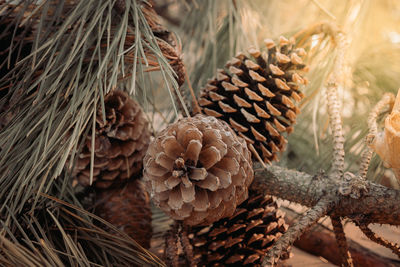 conifer cone