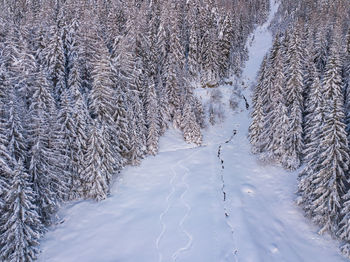 Snow covered pine trees on field during winter