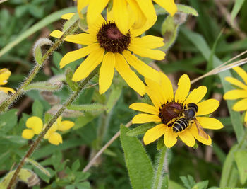 Close-up of bee on yellow flower