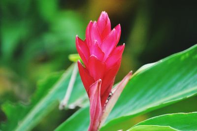 Close-up of pink flower growing on plant