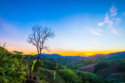 Bare tree on landscape against sky during sunset