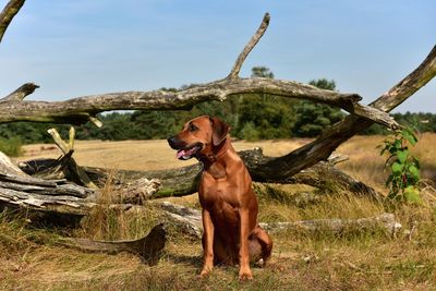 Dog looking away on land against sky