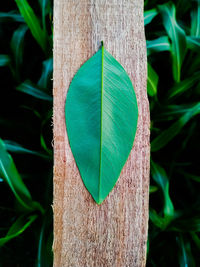 Close-up of green leaves on tree trunk