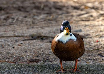 Close-up of duck on field