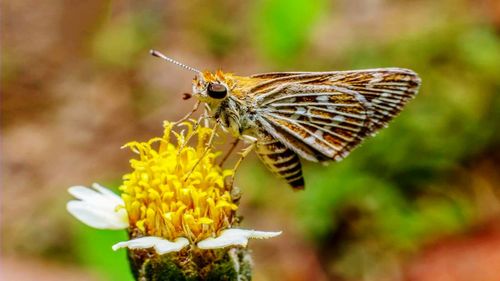 Close-up of butterfly pollinating on flower