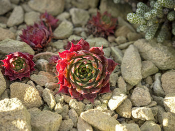 Small succulent plants growing in a mini indoor rock garden