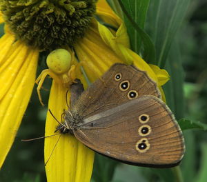 Close-up of butterfly perching on plant