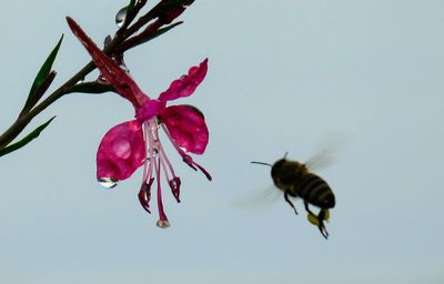 Close-up of insect on red flower