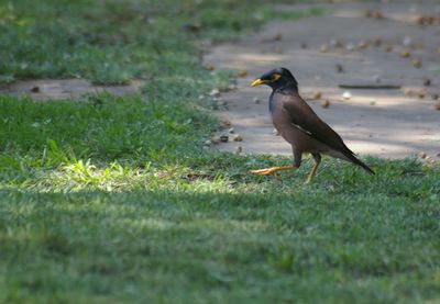 Bird on field