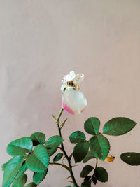 Close-up of white flower on plant