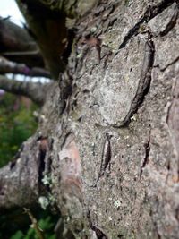 Close-up of tree trunk