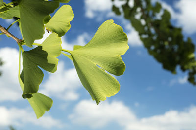 Low angle view of fresh green leaf against sky