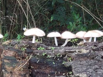 White mushrooms growing on field