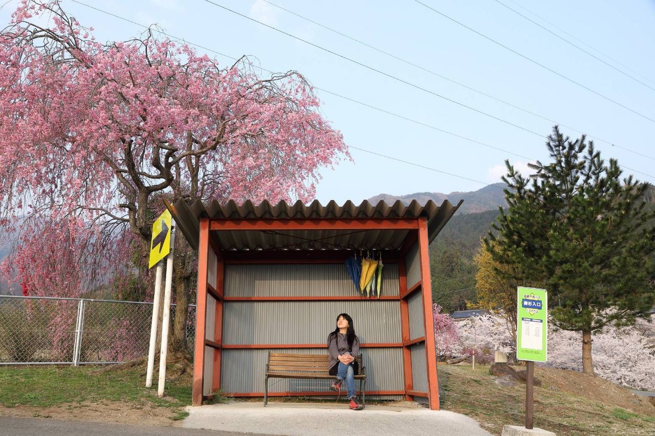 plant, architecture, built structure, flower, tree, building exterior, nature, flowering plant, real people, one person, day, building, pink color, standing, sky, growth, women, casual clothing, lifestyles, outdoors, cherry blossom