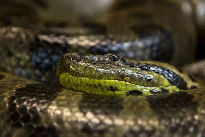 Close-up of lizard