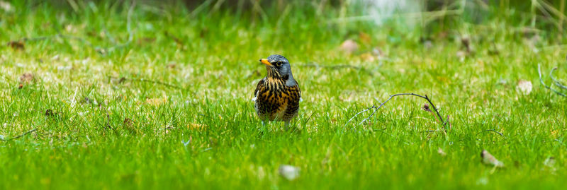 Bird on a field