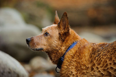 Close-up of dog outdoors