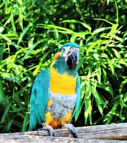 Blue and yellow parrot perching on branch
