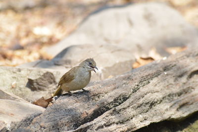 Close-up of bird perching on rock
