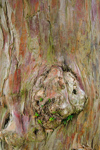 Full frame shot of tree trunk