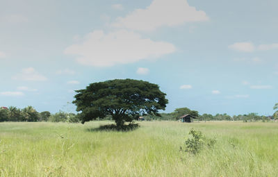 Trees on field against sky