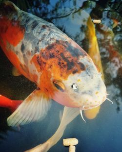 High angle view of koi carp swimming in pond