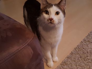 Close-up portrait of cat standing at home