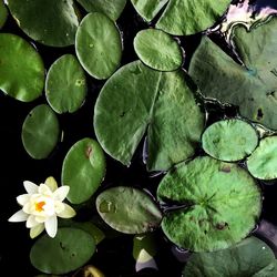 High angle view of lotus water lily