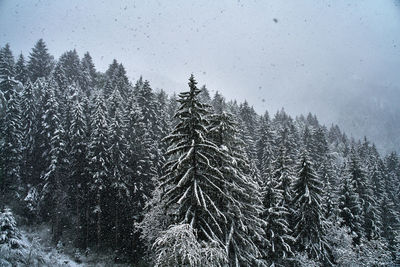 Snowy pine trees in forest during winter