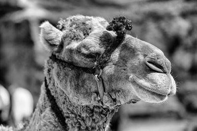 Close-up of camel