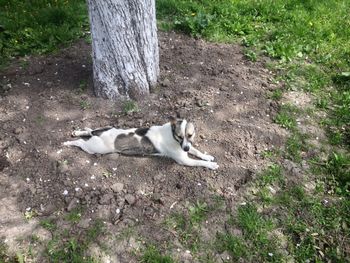 High angle view of cat on field