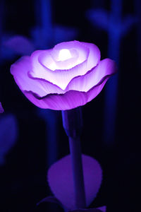 Close-up of purple rose flower