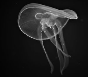 Close-up of jellyfish in sea