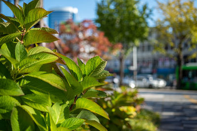 Close-up of plant