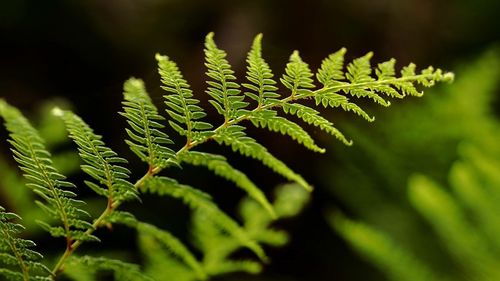 Close-up of fern leaves