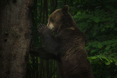 Bear by tree trunk