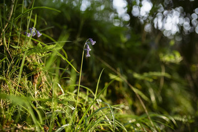 Close-up of purple flower on field