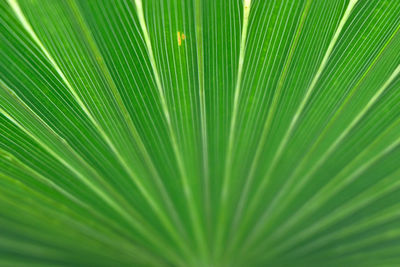 Full frame shot of palm leaf