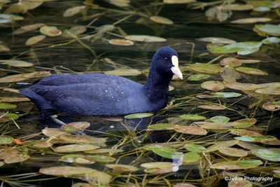 High angle view of duck in lake