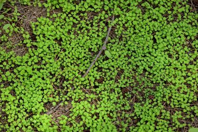 Full frame shot of green leaves on field