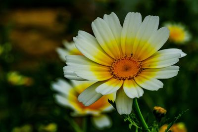 Close-up of yellow flower