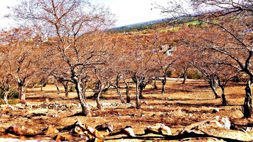 Bare trees on field against sky during autumn