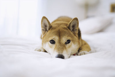 Pet lover concept. japanese dog on the bed in bedroom. shiba inu dogs that lying in the bedroom.