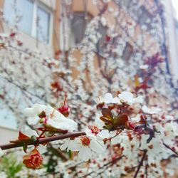 Close-up of cherry blossom