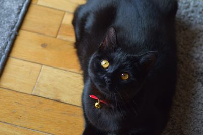 Portrait of black cat on floor at home