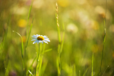 Close-up of flowering plant on field